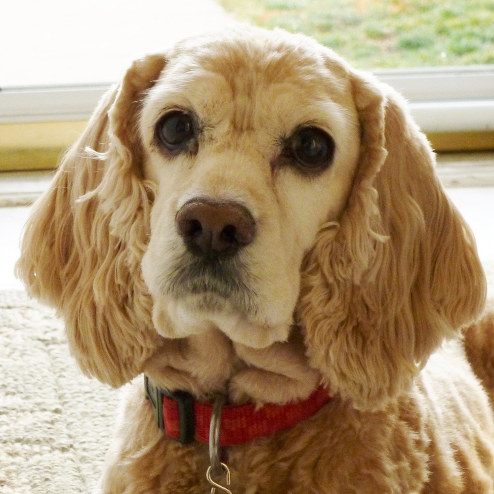 Meet your Posher, Willow